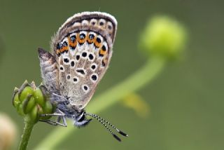 Gm Lekeli Esmergz (Plebejus argus)