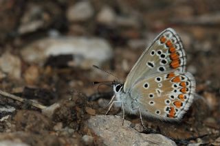 okgzl Esmer (Aricia agestis)