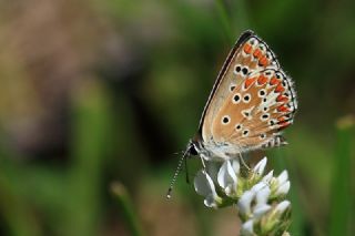 okgzl Esmer (Aricia agestis)