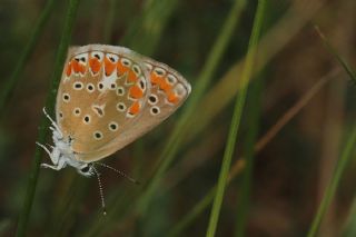 okgzl Esmer (Aricia agestis)