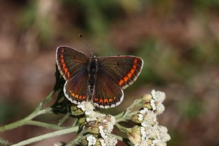 okgzl Esmer (Aricia agestis)