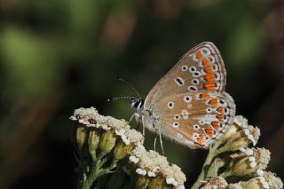 okgzl Esmer (Aricia agestis)