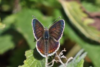 okgzl Orman Esmeri (Aricia artaxerxes)