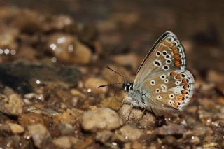 okgzl Orman Esmeri (Aricia artaxerxes)