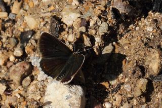 okgzl Orman Esmeri (Aricia artaxerxes)
