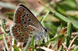okgzl Orman Esmeri (Aricia artaxerxes)