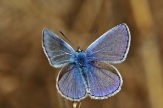 okgzl Mavi (Polyommatus icarus)