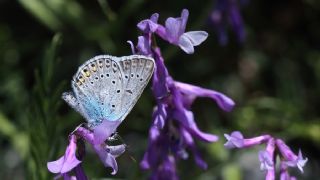 okgzl Amanda (Polyommatus amandus)