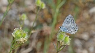 okgzl Mavi (Polyommatus icarus)