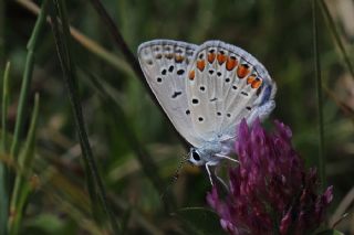 okgzl Mavi (Polyommatus icarus)