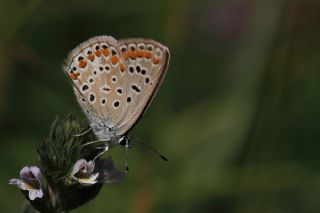 okgzl Mavi (Polyommatus icarus)