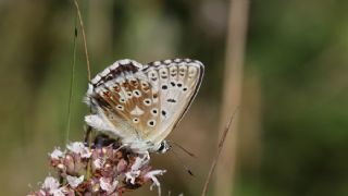 okgzl illimavi (Polyommatus coridon)