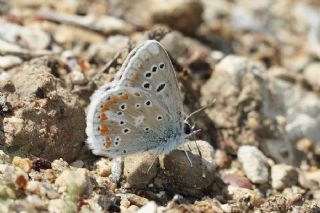 okgzl Turkuvaz Mavisi (Polyommatus dorylas)