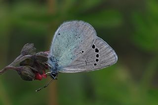 Karag�z Mavisi&nbsp;(Glaucopsyche&nbsp;alexis)