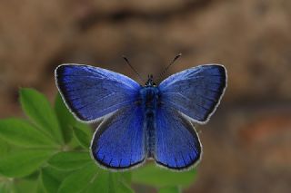 Karag�z Mavisi&nbsp;(Glaucopsyche&nbsp;alexis)