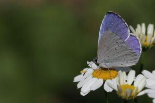 Kutsal Mavi (Celastrina argiolus)