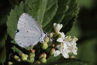 Kutsal Mavi (Celastrina argiolus)