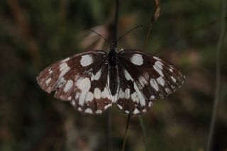 Orman Melikesi (Melanargia galathea)