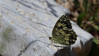 Anadolu Melikesi (Melanargia larissa)