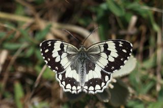 Anadolu Melikesi (Melanargia larissa)