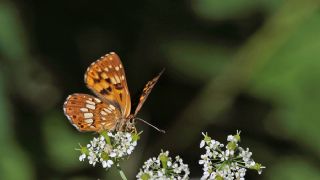ncili Kelebek (Hamearis lucina)