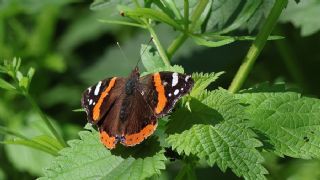 Atalanta (Vanessa atalanta)