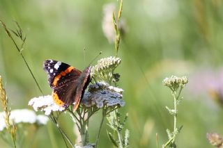 Atalanta (Vanessa atalanta)