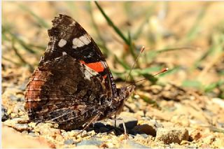 Atalanta (Vanessa atalanta)