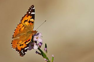 Diken Kelebei (Vanessa cardui)