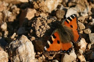 Aglais&nbsp;(Aglais&nbsp;urticae)