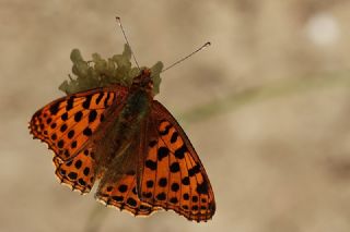 spanyol Kraliesi (Issoria lathonia)