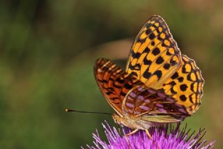 Byk nci (Fabriciana adippe)