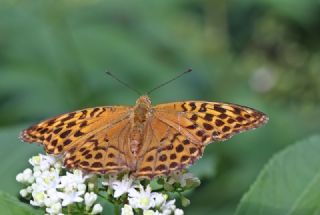 Cengaver (Argynnis paphia)