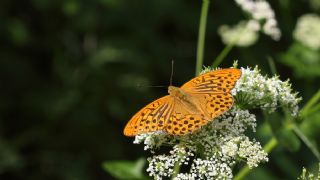 Cengaver (Argynnis paphia)