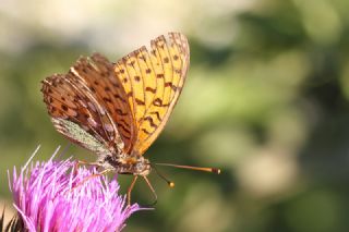 Bahadr (Argynnis pandora)