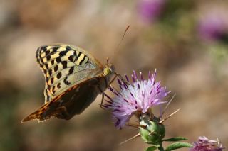 Bahad�r&nbsp;(Argynnis&nbsp;pandora)