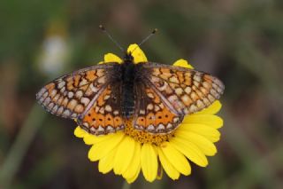Nazu�um&nbsp;(Euphydryas&nbsp;aurinia)