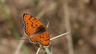 Benekli parhan (Melitaea didyma)