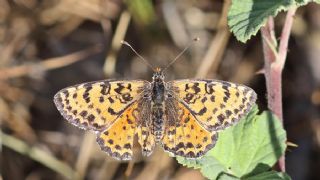 Benekli parhan (Melitaea didyma)