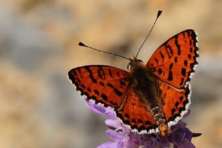 Benekli parhan (Melitaea didyma)