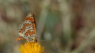 Benekli parhan (Melitaea didyma)