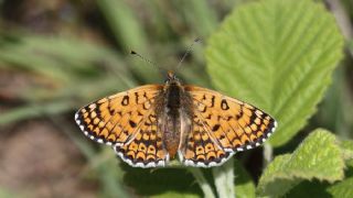 parhan (Melitaea cinxia)