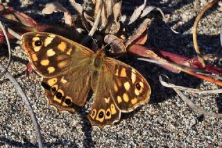 Karanl�k Orman Esmeri&nbsp;(Pararge&nbsp;aegeria)