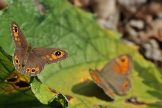 Esmerboncuk (Lasiommata maera)