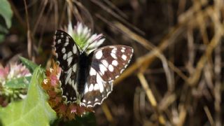 Orman Melikesi (Melanargia galathea)