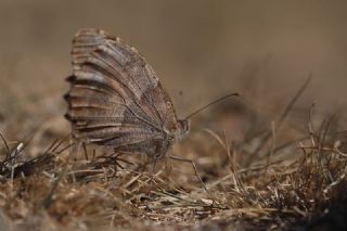 Cad (Chazara briseis)