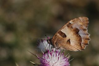 Cad�&nbsp;(Chazara&nbsp;briseis)