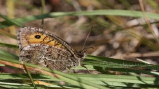 Seyit (Arethusana arethusa)