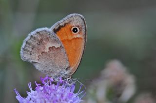 Kk Zpzp Perisi (Coenonympha pamphilus)