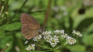 Halkack (Aphantopus hyperantus)